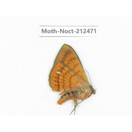 Noctuidae sp. China, Guizhou, Tongren, Mt.Fanjingshan. 1Pcs. Moth-Noct-212471.