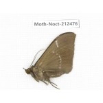 Noctuidae sp. China, Guizhou, Tongren, Mt.Fanjingshan. 1Pcs. Moth-Noct-212476.