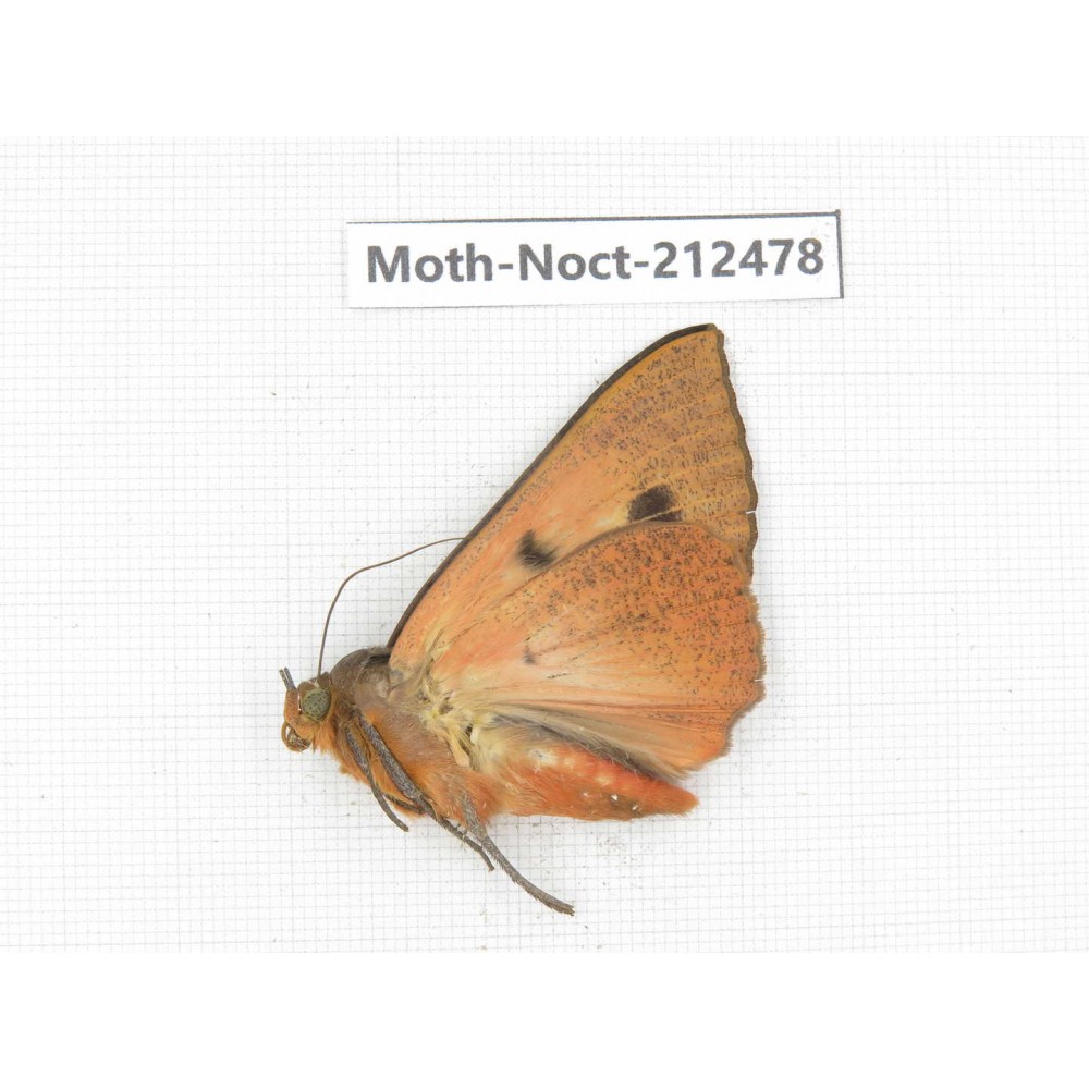 Noctuidae sp. China, Guizhou, Tongren, Mt.Fanjingshan. 1Pcs. Moth-Noct-212478.