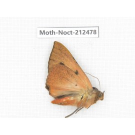 Noctuidae sp. China, Guizhou, Tongren, Mt.Fanjingshan. 1Pcs. Moth-Noct-212478.