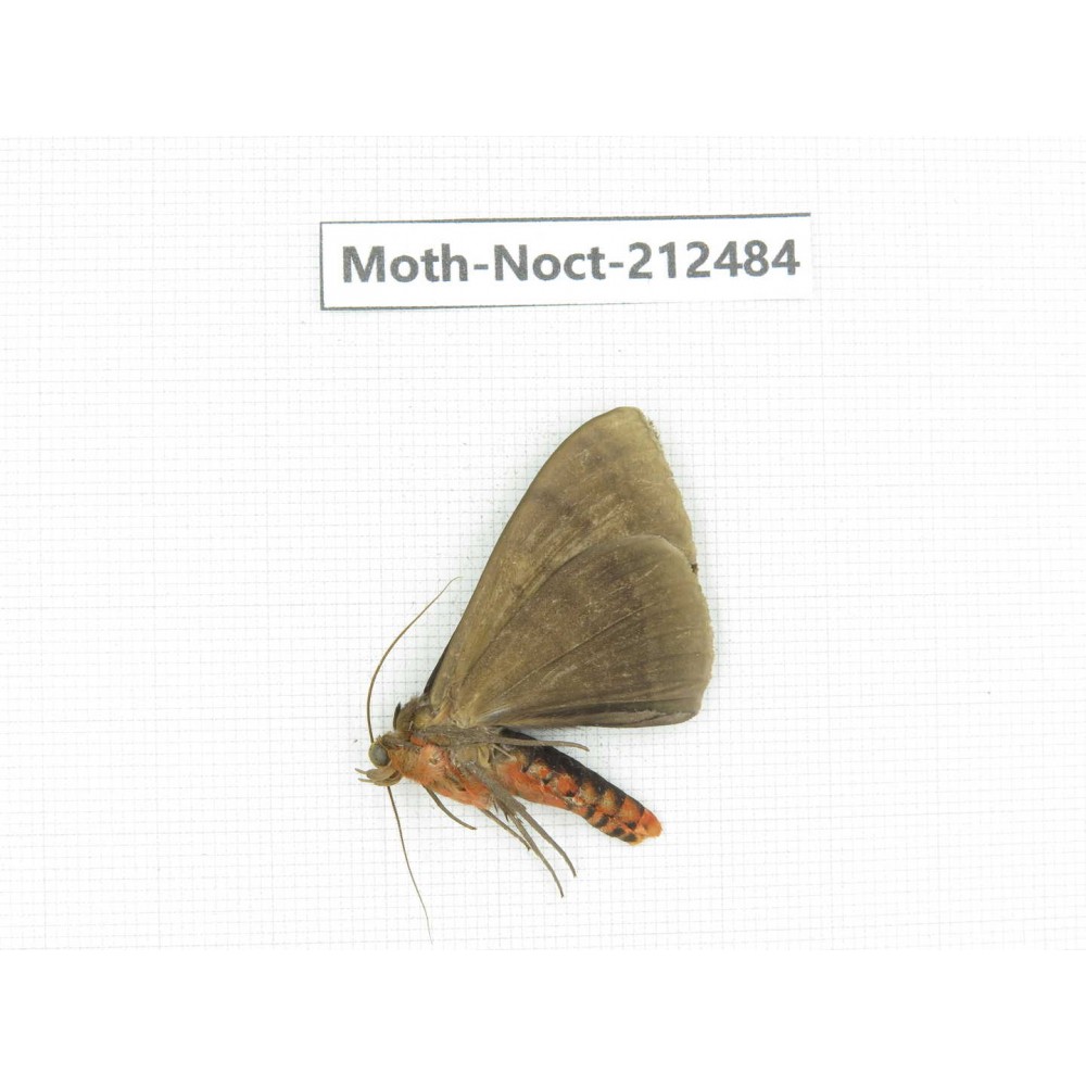 Noctuidae sp. China, Guizhou, Tongren, Mt.Fanjingshan. 1Pcs. Moth-Noct-212484.