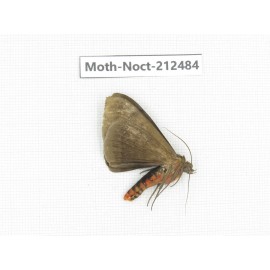 Noctuidae sp. China, Guizhou, Tongren, Mt.Fanjingshan. 1Pcs. Moth-Noct-212484.