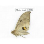 Noctuidae sp. China, Guizhou, Tongren, Mt.Fanjingshan. 1Pcs. Moth-Noct-212485.