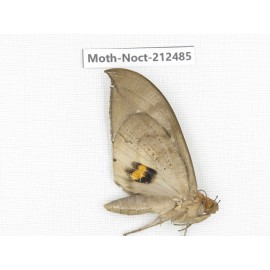 Noctuidae sp. China, Guizhou, Tongren, Mt.Fanjingshan. 1Pcs. Moth-Noct-212485.