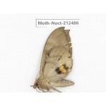 Noctuidae sp. China, Guizhou, Tongren, Mt.Fanjingshan. 1Pcs. Moth-Noct-212486.