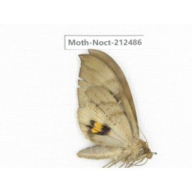 Noctuidae sp. China, Guizhou, Tongren, Mt.Fanjingshan. 1Pcs. Moth-Noct-212486.