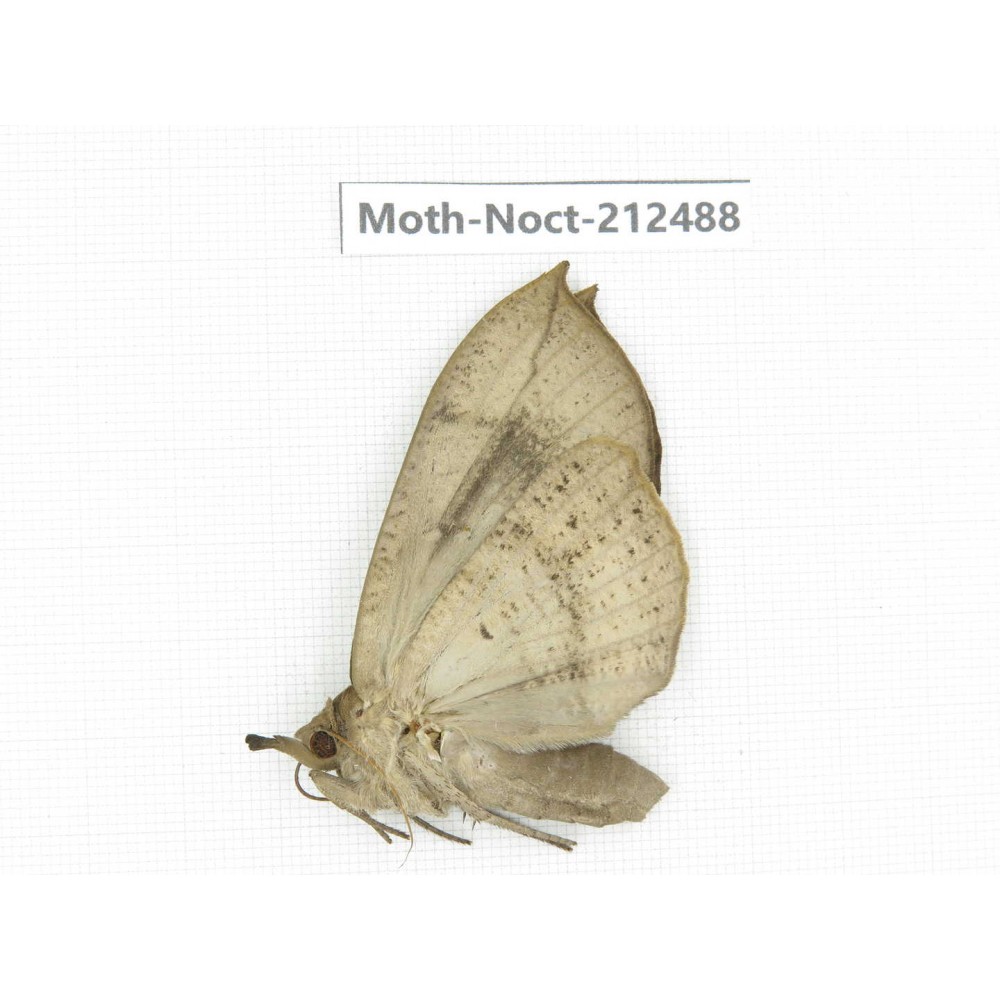 Noctuidae sp. China, Guizhou, Tongren, Mt.Fanjingshan. 1Pcs. Moth-Noct-212488.