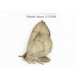 Noctuidae sp. China, Guizhou, Tongren, Mt.Fanjingshan. 1Pcs. Moth-Noct-212488.