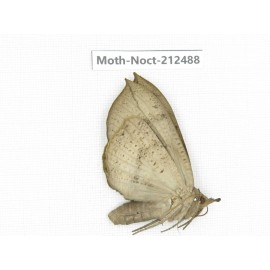 Noctuidae sp. China, Guizhou, Tongren, Mt.Fanjingshan. 1Pcs. Moth-Noct-212488.