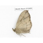 Noctuidae sp. China, Guizhou, Tongren, Mt.Fanjingshan. 1Pcs. Moth-Noct-212493.