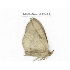 Noctuidae sp. China, Guizhou, Tongren, Mt.Fanjingshan. 1Pcs. Moth-Noct-212493.
