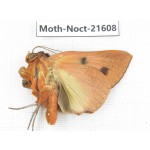 Noctuidae sp. China, Heilongjiang, Jiamusi. 1M. Moth-Noct-21608.