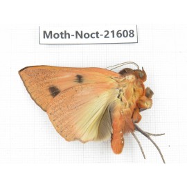 Noctuidae sp. China, Heilongjiang, Jiamusi. 1M. Moth-Noct-21608.