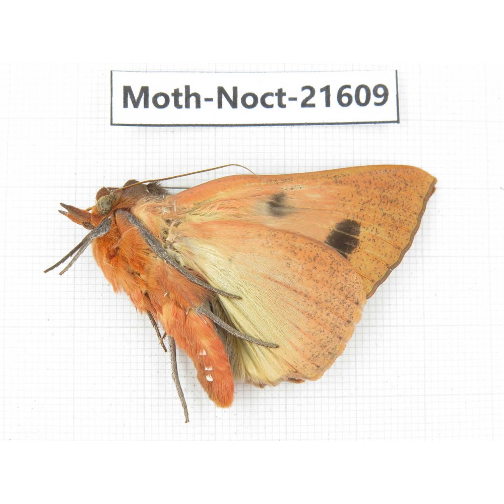 Noctuidae sp. China, Heilongjiang, Jiamusi. 1M. Moth-Noct-21609.