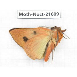Noctuidae sp. China, Heilongjiang, Jiamusi. 1M. Moth-Noct-21609.