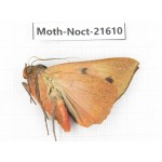 Noctuidae sp. China, Heilongjiang, Jiamusi. 1M. Moth-Noct-21610.