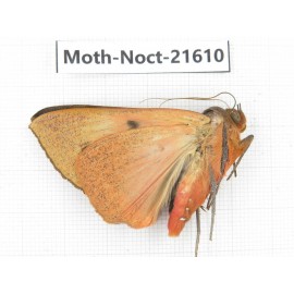 Noctuidae sp. China, Heilongjiang, Jiamusi. 1M. Moth-Noct-21610.