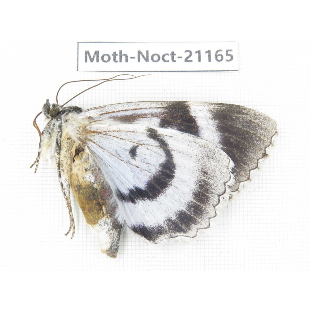 Noctuidae sp. China, Heilongjiang, Jiamusi.  1M. Moth-Noct-21165.