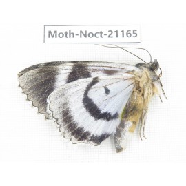 Noctuidae sp. China, Heilongjiang, Jiamusi.  1M. Moth-Noct-21165.