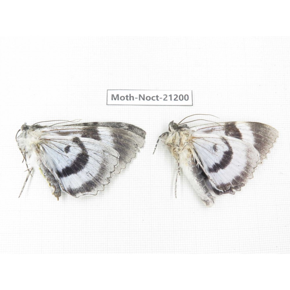 Noctuidae sp. China, Heilongjiang, Jiamusi.  2M. Moth-Noct-21200.