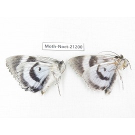 Noctuidae sp. China, Heilongjiang, Jiamusi.  2M. Moth-Noct-21200.