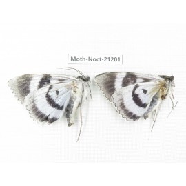 Noctuidae sp. China, Heilongjiang, Jiamusi.  2M. Moth-Noct-21201.