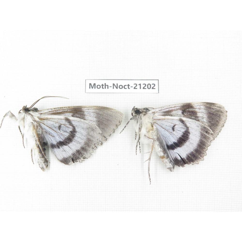 Noctuidae sp. China, Heilongjiang, Jiamusi.  2M. Moth-Noct-21202.