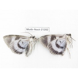 Noctuidae sp. China, Heilongjiang, Jiamusi.  2M. Moth-Noct-21202.