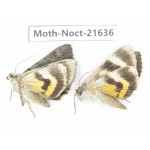 Noctuidae sp. China, Heilongjiang, Mudanjiang. 2Pcs. Moth-Noct-21636.