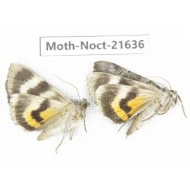 Noctuidae sp. China, Heilongjiang, Mudanjiang. 2Pcs. Moth-Noct-21636.