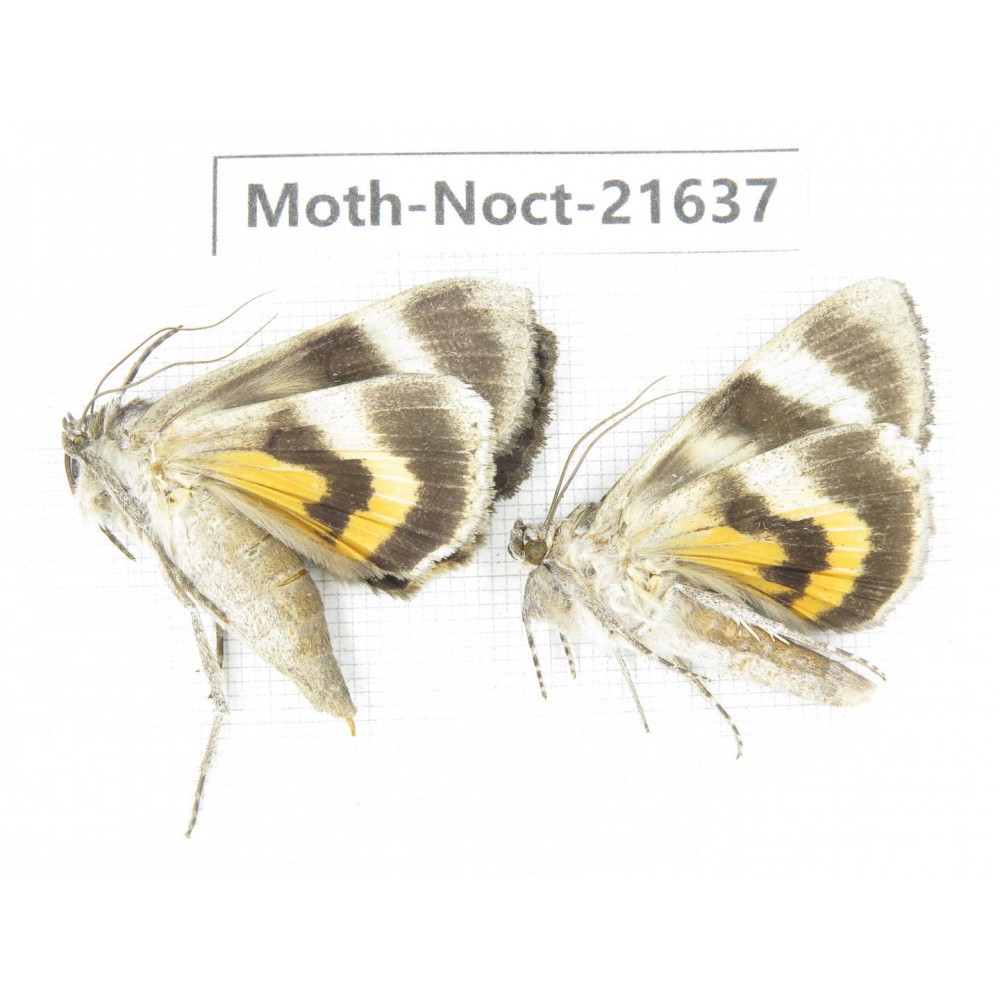 Noctuidae sp. China, Heilongjiang, Mudanjiang. 2Pcs. Moth-Noct-21637.
