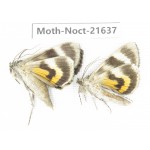 Noctuidae sp. China, Heilongjiang, Mudanjiang. 2Pcs. Moth-Noct-21637.