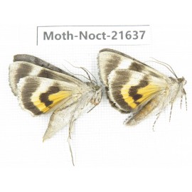 Noctuidae sp. China, Heilongjiang, Mudanjiang. 2Pcs. Moth-Noct-21637.