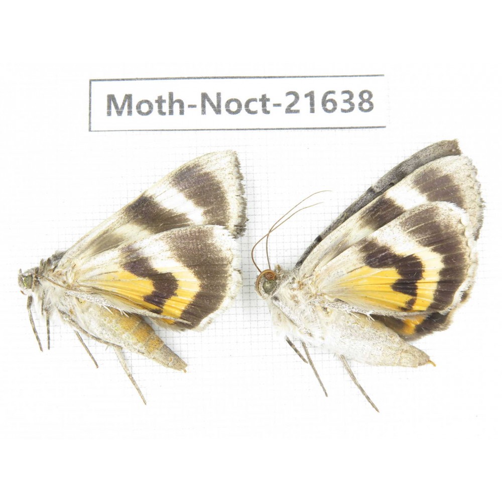Noctuidae sp. China, Heilongjiang, Mudanjiang. 2Pcs. Moth-Noct-21638.