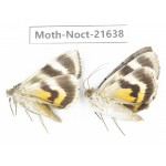 Noctuidae sp. China, Heilongjiang, Mudanjiang. 2Pcs. Moth-Noct-21638.