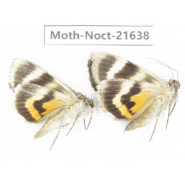 Noctuidae sp. China, Heilongjiang, Mudanjiang. 2Pcs. Moth-Noct-21638.