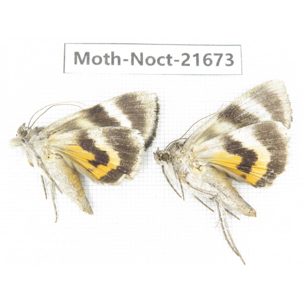 Noctuidae sp. China, Heilongjiang, Mudanjiang. 2Pcs. Moth-Noct-21673.