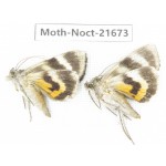 Noctuidae sp. China, Heilongjiang, Mudanjiang. 2Pcs. Moth-Noct-21673.