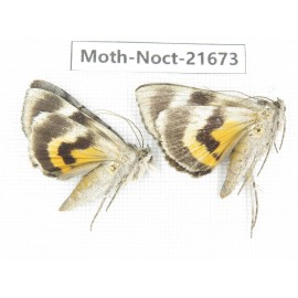 Noctuidae sp. China, Heilongjiang, Mudanjiang. 2Pcs. Moth-Noct-21673.