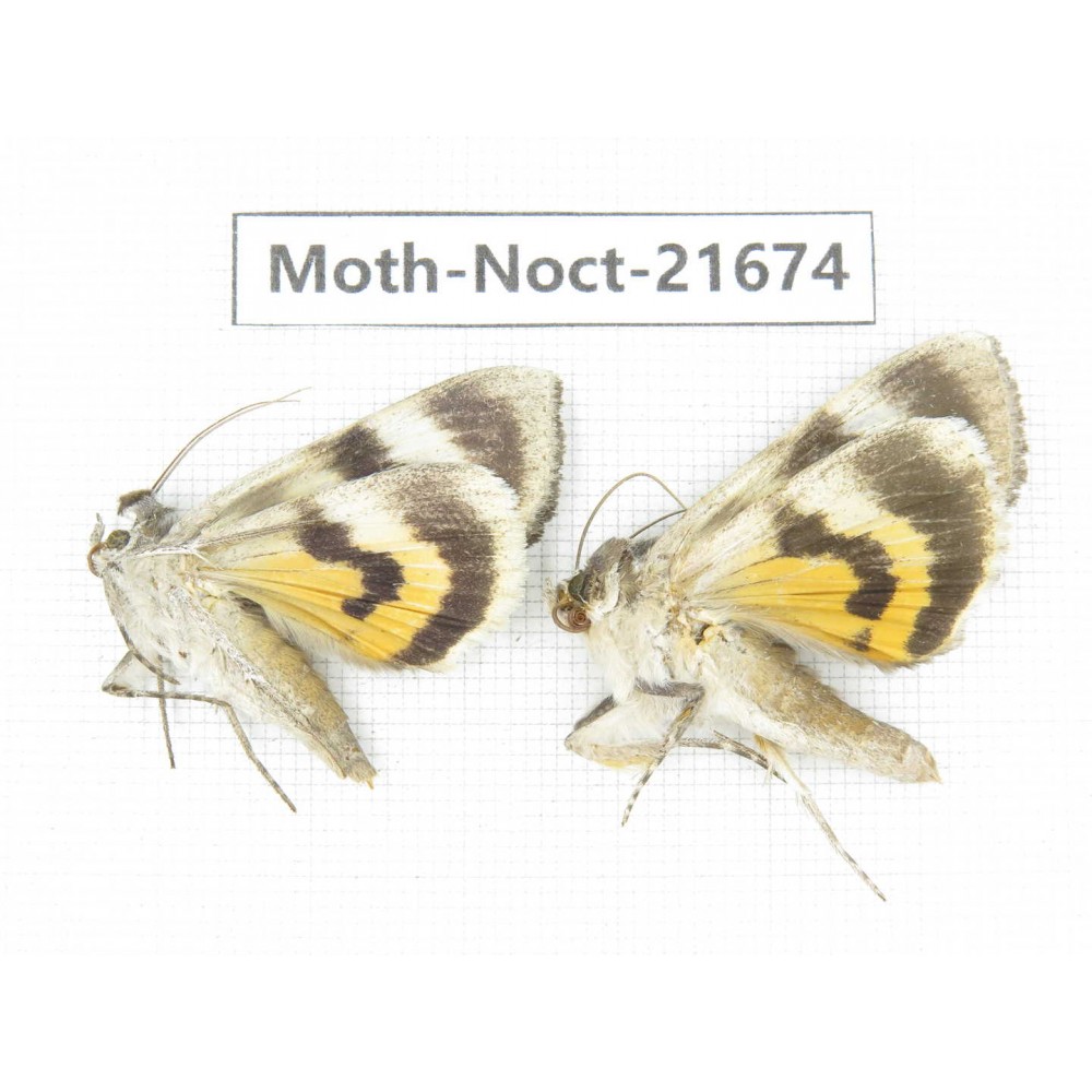 Noctuidae sp. China, Heilongjiang, Mudanjiang. 2Pcs. Moth-Noct-21674.