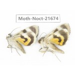 Noctuidae sp. China, Heilongjiang, Mudanjiang. 2Pcs. Moth-Noct-21674.