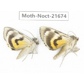 Noctuidae sp. China, Heilongjiang, Mudanjiang. 2Pcs. Moth-Noct-21674.