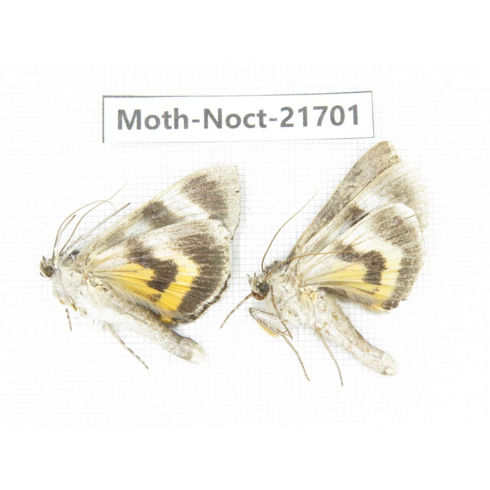 Noctuidae sp. China, Heilongjiang, Mudanjiang. 2Pcs. Moth-Noct-21701.