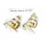 Noctuidae sp. China, Heilongjiang, Mudanjiang. 2Pcs. Moth-Noct-21701.