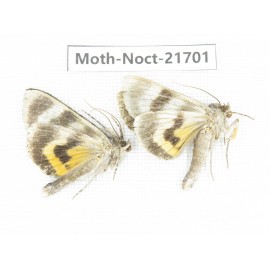 Noctuidae sp. China, Heilongjiang, Mudanjiang. 2Pcs. Moth-Noct-21701.