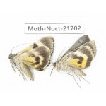 Noctuidae sp. China, Heilongjiang, Mudanjiang. 2Pcs. Moth-Noct-21702.