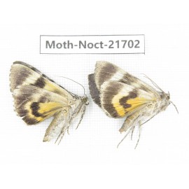 Noctuidae sp. China, Heilongjiang, Mudanjiang. 2Pcs. Moth-Noct-21702.