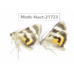 Noctuidae sp. China, Heilongjiang, Mudanjiang. 2Pcs. Moth-Noct-21723.