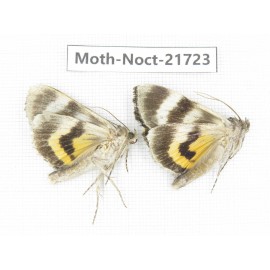 Noctuidae sp. China, Heilongjiang, Mudanjiang. 2Pcs. Moth-Noct-21723.