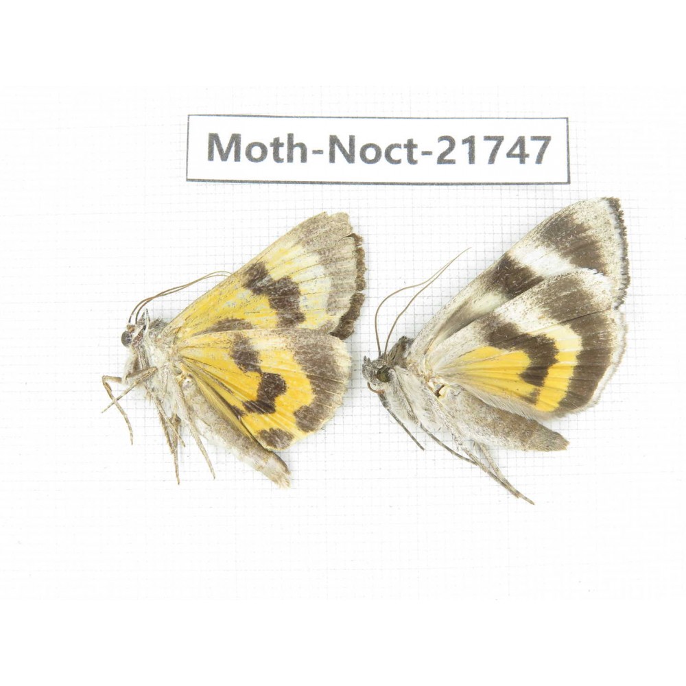 Noctuidae sp. China, Heilongjiang, Mudanjiang. 2Pcs. Moth-Noct-21747.